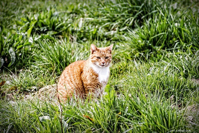 Understanding and Managing Gastric & Intestinal Tumors in Cats: Causes, Diagnosis, and Treatment Options