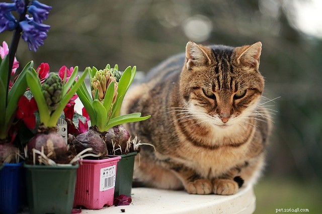 Why Do Cats Knock Objects Over? Uncovering the Curious Behavior