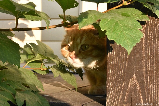Why Does Your Cat Hide? Understanding the Causes & What to Do