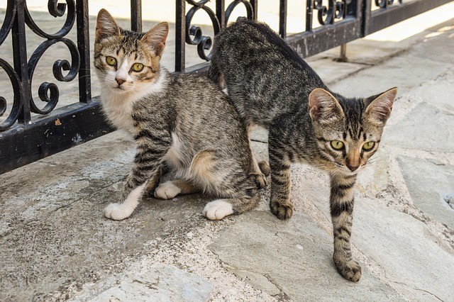Truth About Cat Adoption: Debunking Common Myths