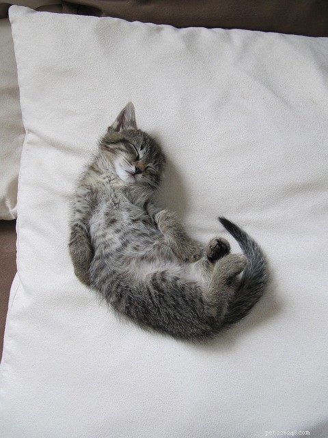 Why Cats Roll On Their Backs and Expose Their Bellies: Insights Into Their Trust Signals
