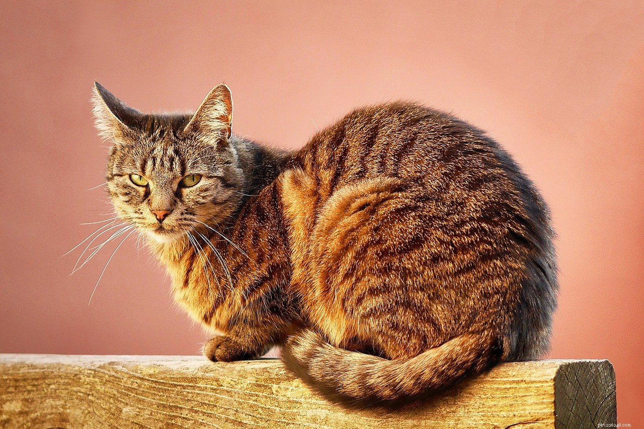 Understanding Cat Behavior: Fascinating Facts and Insights