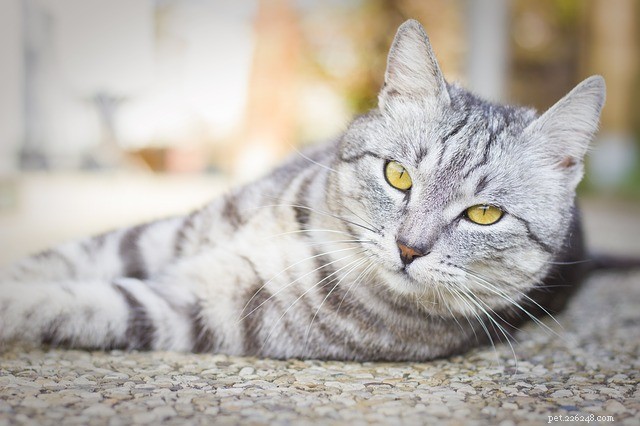 How to Care for a Sick Cat with Flu: Essential Home Tips