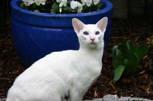 Prevent Your Indoor Cat From Urging To Leave Home – Expert Tips & Solutions