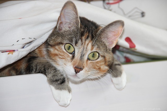 Unexpected Foods Your Cat Might Chew On: A Guide to Strange Cat Diet Choices