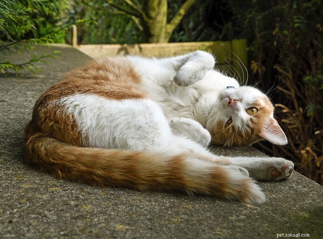 Why Do Cats Roll on Their Backs? Common Reasons Explained
