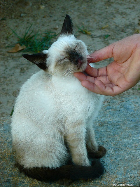 How Cats Show Their Love: Understanding Feline Affection