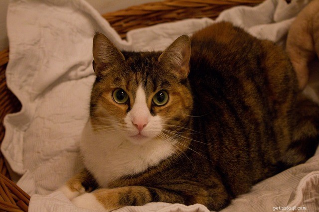 Eliminate Cat Pee Odor Quickly: Expert Tips & Solutions