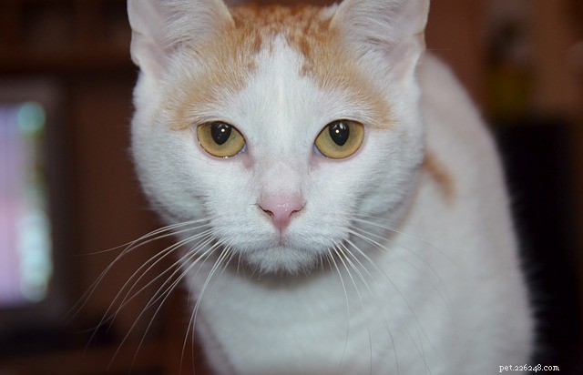 How to Keep Your Cat Healthy and Happy: Expert Tips