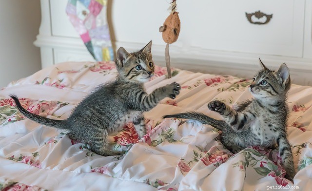 How to Play with Your Cat: Expert Tips for Fun & Bonding
