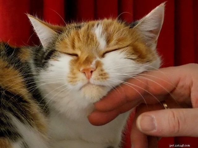 Scientific Evidence: How Owning a Cat Improves Your Health