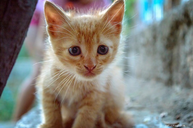 Why Does My Cat Follow Me Everywhere? Understanding Their Attachment and Safety Needs