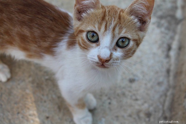 Cat Food Allergies Explained: What Every Owner Must Know