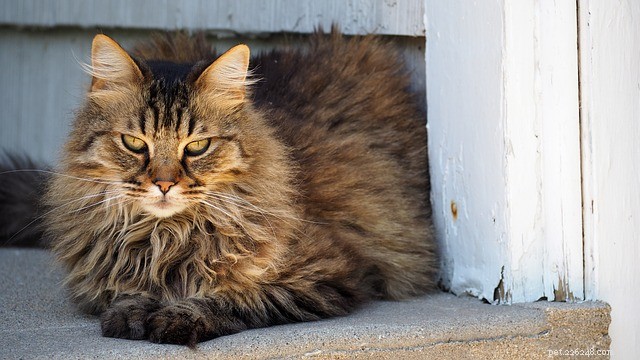 Essential Guide to Road Tripping with Your Cat: Tips & Preparation