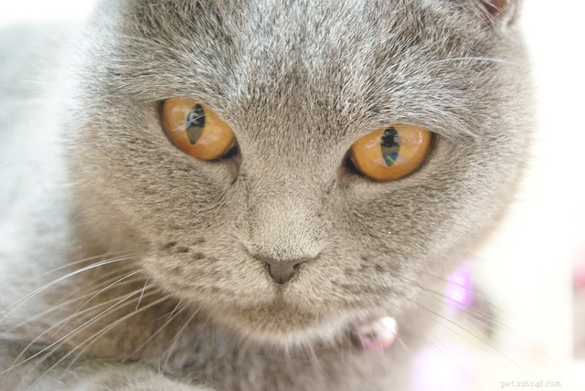How to Save a Cat from Poisoning: Quick First Aid Guide