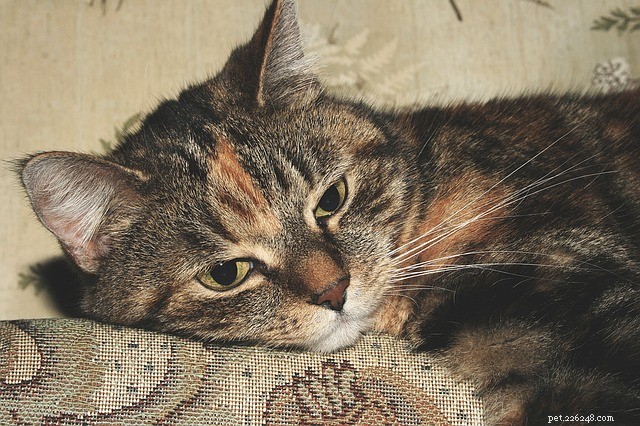 Cat Vaccinations 101: Keep Your Feline Healthy with the Right Shots