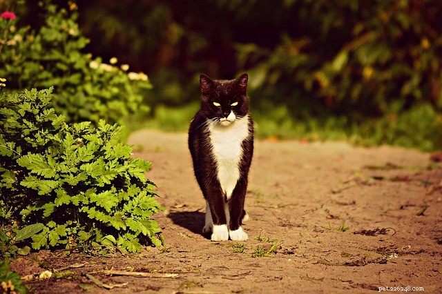 Kidney Stones in Cats: Causes, Symptoms, and Effective Treatments