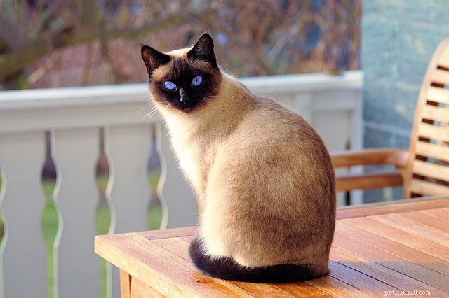 What Causes Cats to Stare? Understanding Your Cat s Gazing Behavior