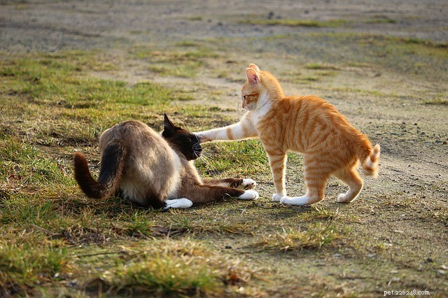 Prevent Cat Fights: Why They Happen and How to Stop Them Quickly