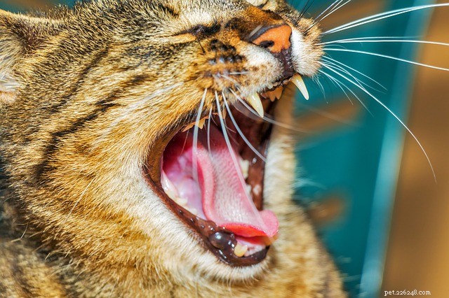 Cat Gum Disease: Causes, Symptoms & Prevention Tips
