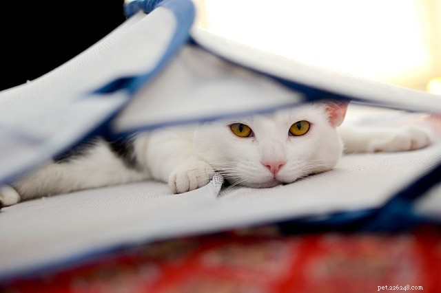How to Spot a Sick Cat: Early Warning Signs & What to Do