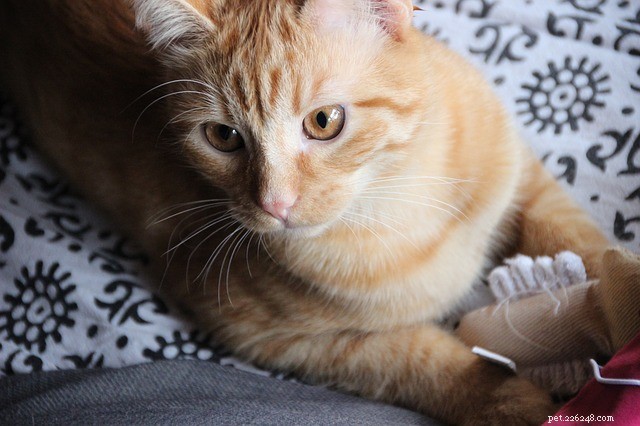 Safe & Fun Ways to Play with Your Cat – A Guide to Bonding & Avoiding Mishaps