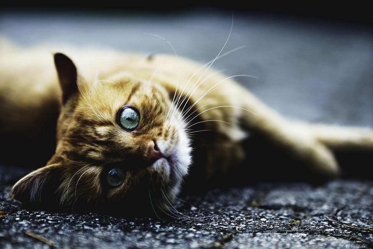 The Cat Daddy Dance: Origins, Moves, and Why It s Trending