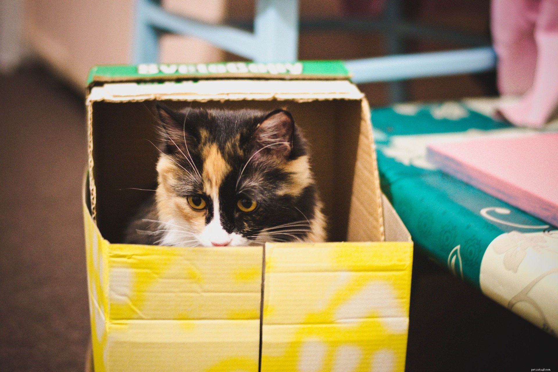 Playful Paws: Engaging Cat Games to Strengthen Bond & Boost Exercise