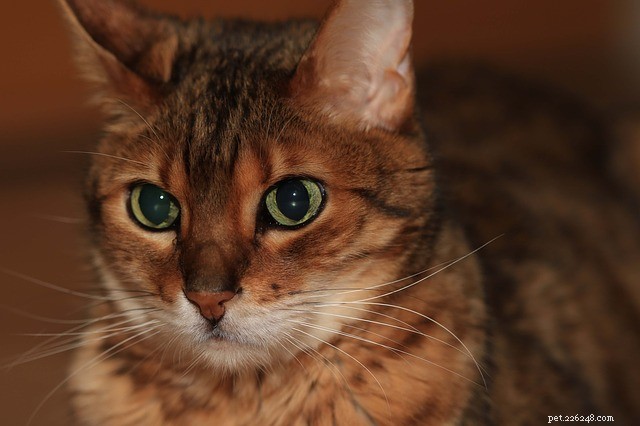 Essential Tips for Safely Leaving Your Cat Home Alone