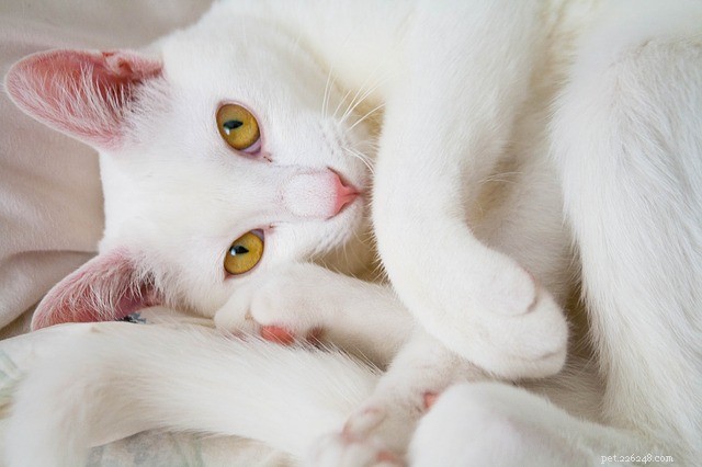 Understanding Cat Compulsive Disorder: Causes, Symptoms, and Effective Treatments