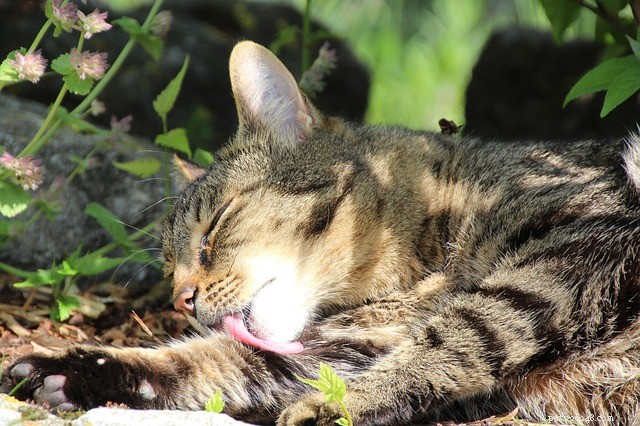 Cat Grooming 101: Essential Tips for a Healthy, Beautiful Feline