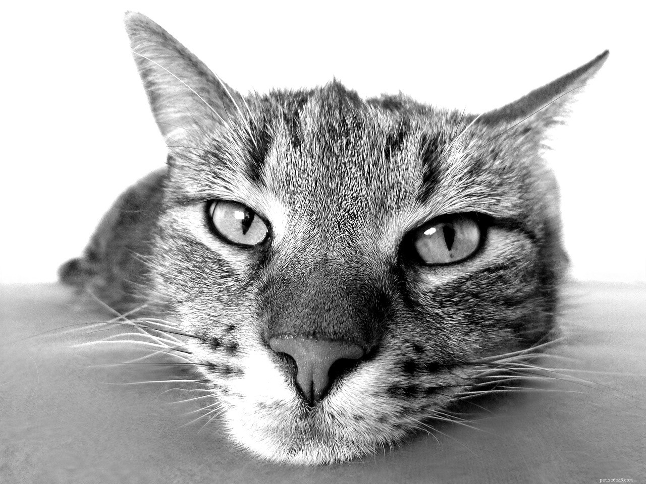 Understanding Cat Tooth Loss: Causes, Signs, and Care
