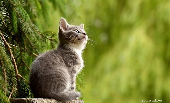 Schwarzschild s Cat: Decoding a Curious Concept
