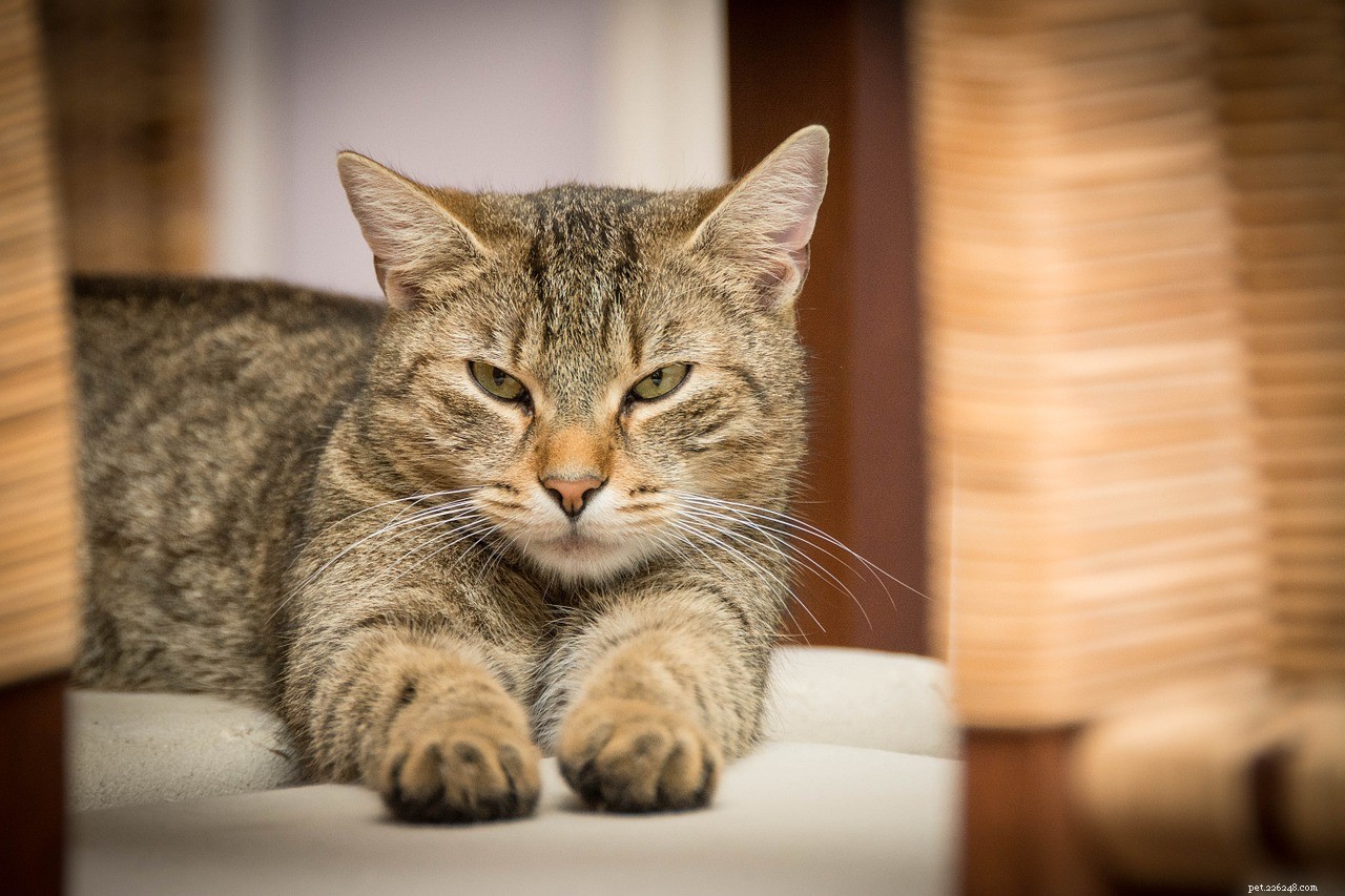 Top 10 Largest Domestic Cat Breeds for Homeowners