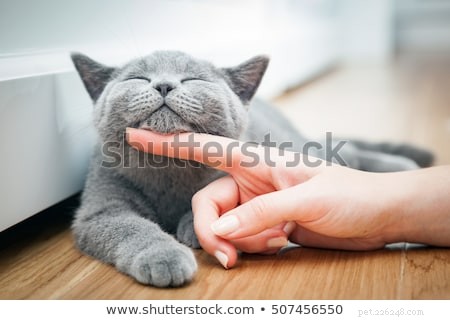 Purrfectly Funny Cat Jokes Everyone Will Love