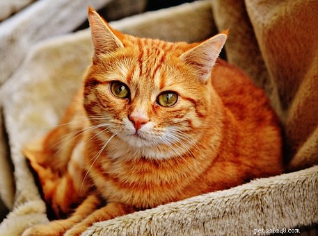 The Cat Coughing Meme Explained: Origins, Meaning, and Viral Impact