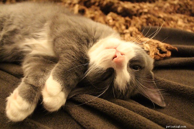 Cat Cardboard Tanks: The Fascinating Reason Cats Love Boxes