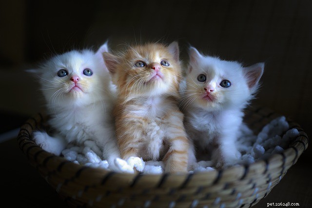 Understanding Cat Hernias: Causes, Symptoms, and Effective Treatments