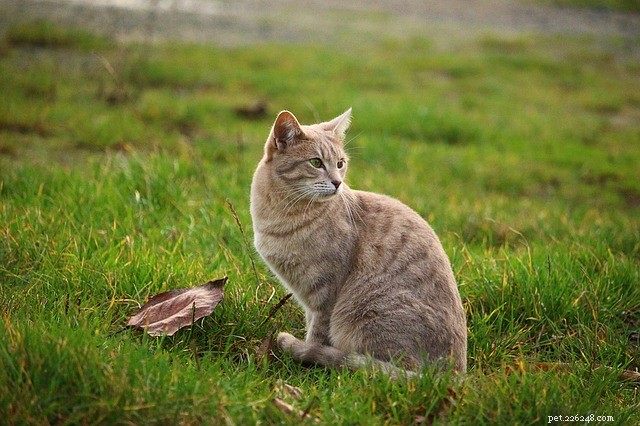 Cat Pools: Essential Safety Guidelines for Your Feline s Water Adventures