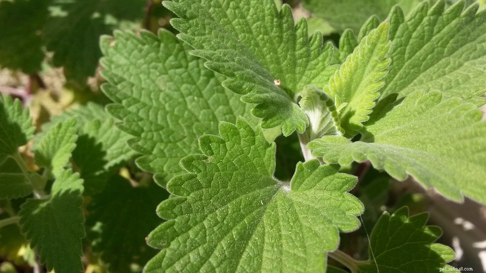 Catnip Explained: How This Herb Affects Your Feline Friend