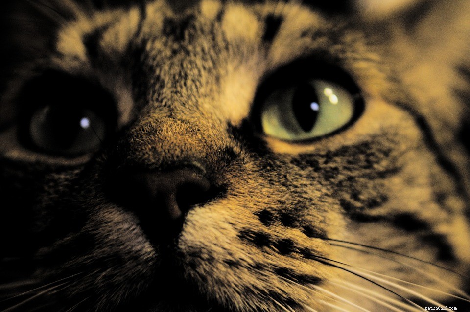 Why Does My Cat Wake Me Up at Night? 5 Common Reasons