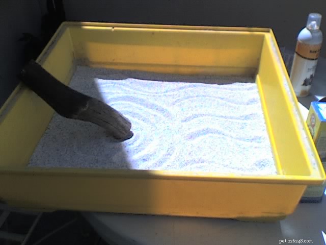 Why Cats Run Away After Using the Litter Box: Understanding Their Post‑Poop Sprint