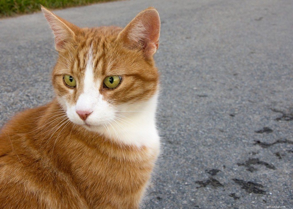How to Convert Cat Years to Human Years: A Simple Guide