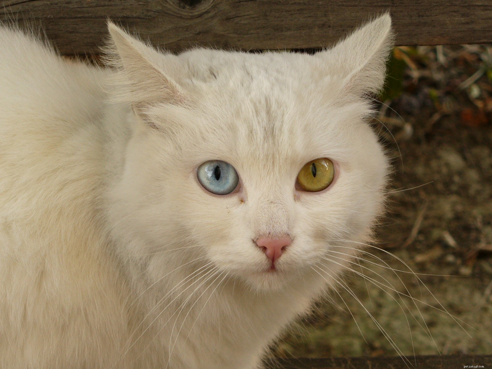 Safe and Fun Cat Pranks That Keep Your Feline Laughing