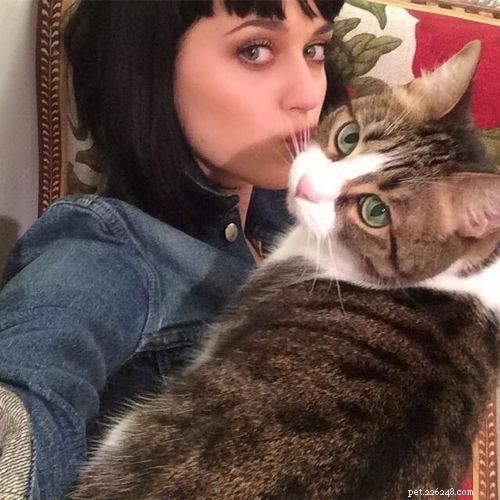 Katy Perry’s Beloved Cat, Kitty Purry: A Heartwarming Story of Fame and Feline Friendship