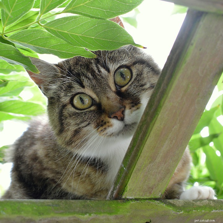 Why Cats Are Naturally Curious: The Instincts Behind Their Behavior