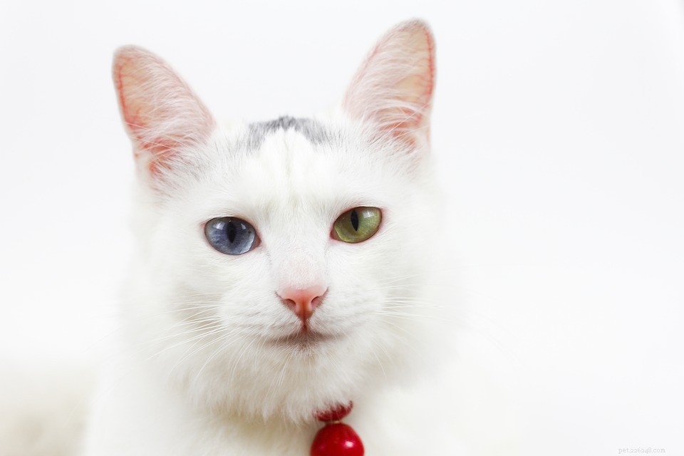 Should Your Cat Wear a Belled Collar? Pros and Cons Explained