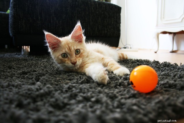 Understanding Cat Behavior Changes: Causes & How to Respond