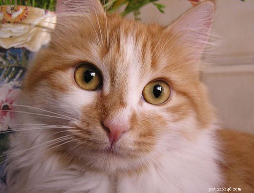 Mercury Poisoning in Pets: Effective Treatment for Cats & Dogs