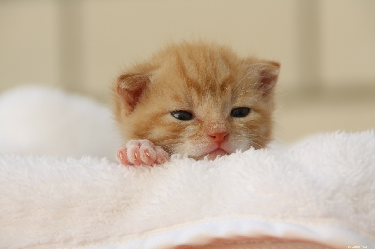 Understanding the Cat Immune System: Structure, Function, and Key Organs